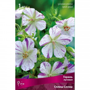 83599255 Герань луговая Сплиш Сплэш луковица I