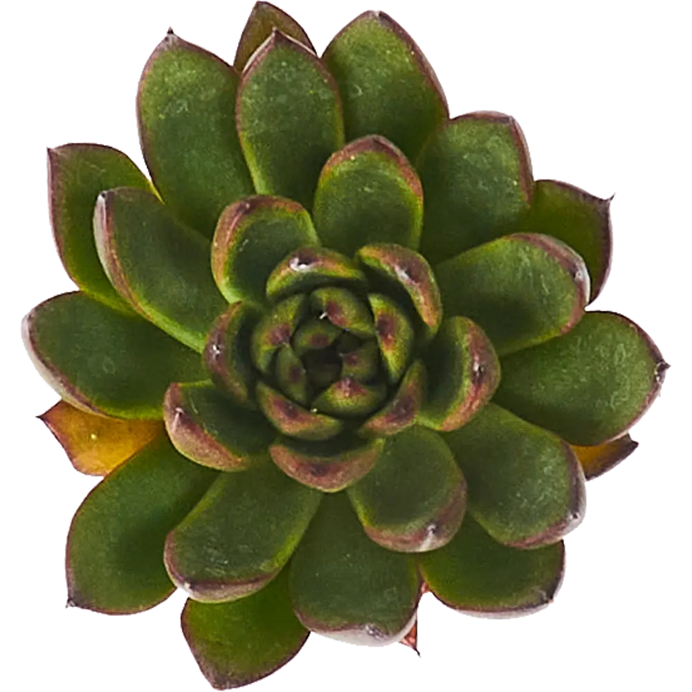 Santreyd Эхеверия микс - суккулент в виде изящной розетки 85325020 STLM-0061570 - Вид №2
