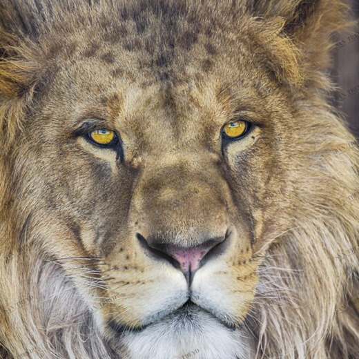 1-619-Lion Фотообои Komar National Geographic 1.84х1.27 м 1619LION