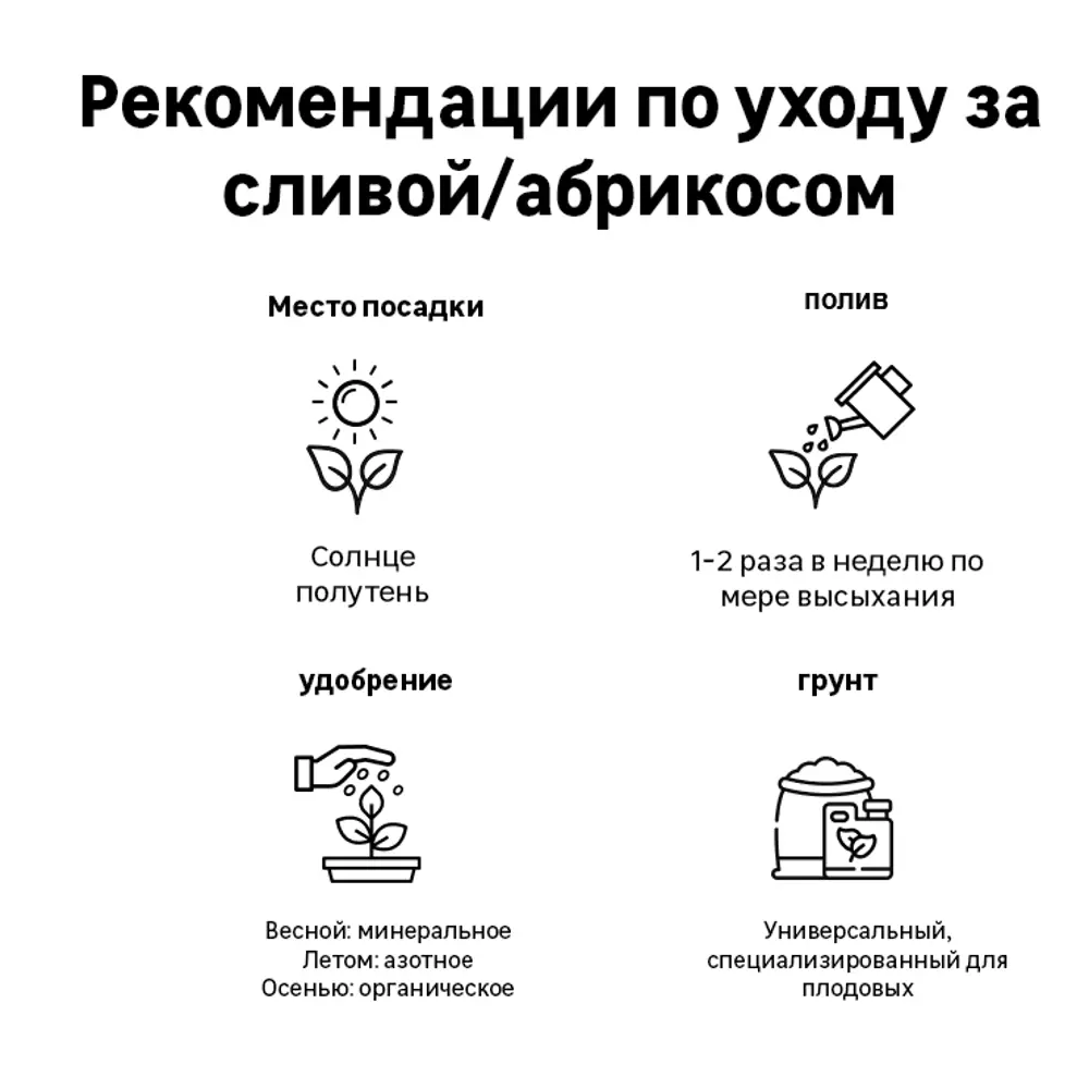 Слива «Персиковая» C7 высота 150-180 см 82557732 STLM-2201791 ВСЕ В САД  - Вид №1