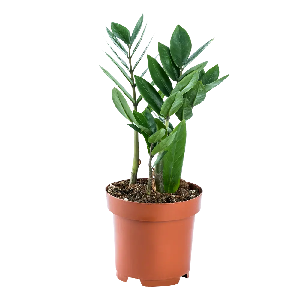 Santreyd Замиокулькас - долларовое дерево для дома и офиса 14750662 STLM-0005097