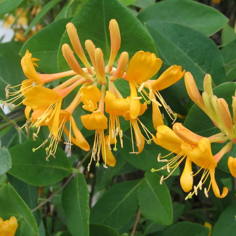 Santreyd Жимолость Тельмана - вьющаяся лиана для вертикального озеленения 87690983 STLM-0075010