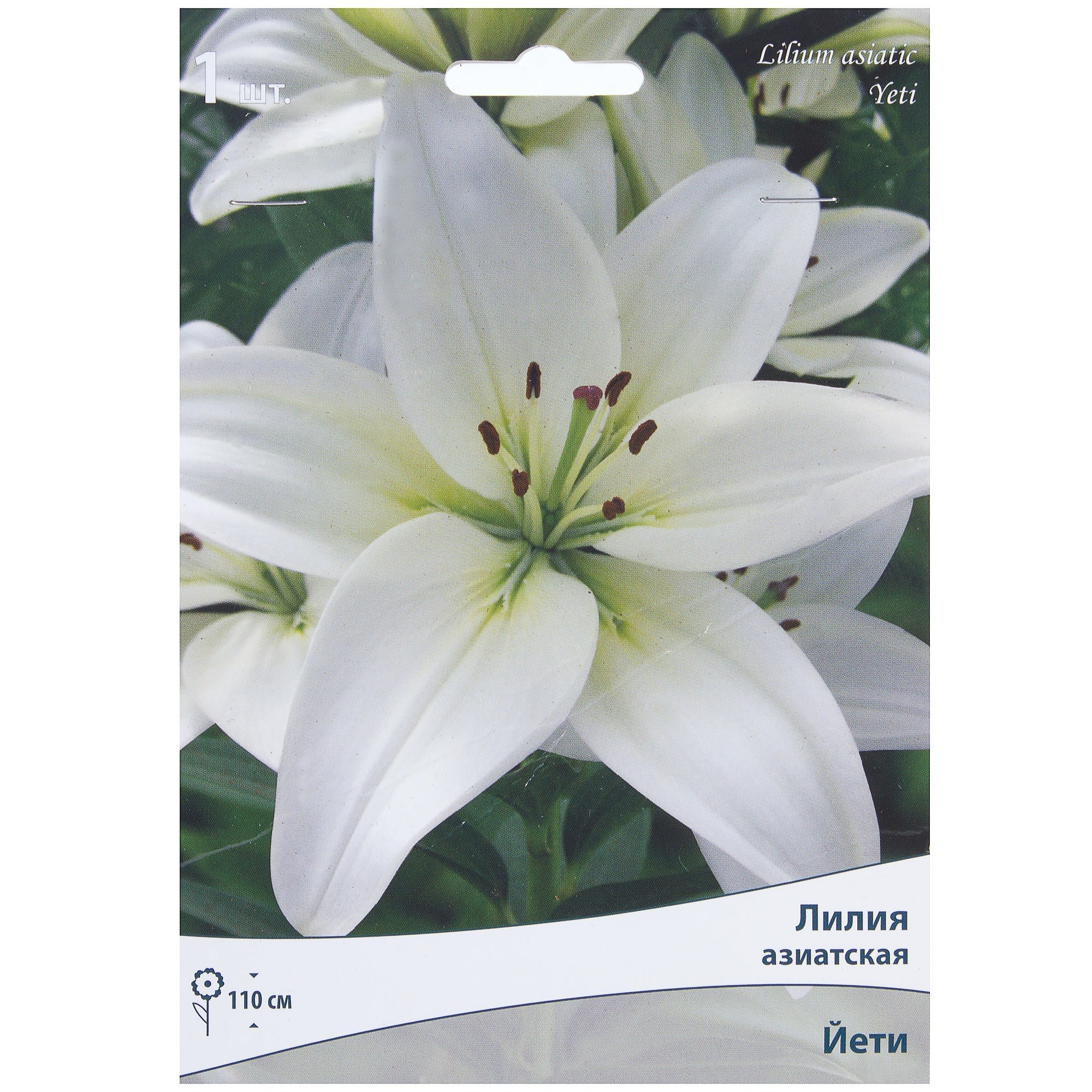 81945472 Лилия азиатская «Йети» Santreyd 