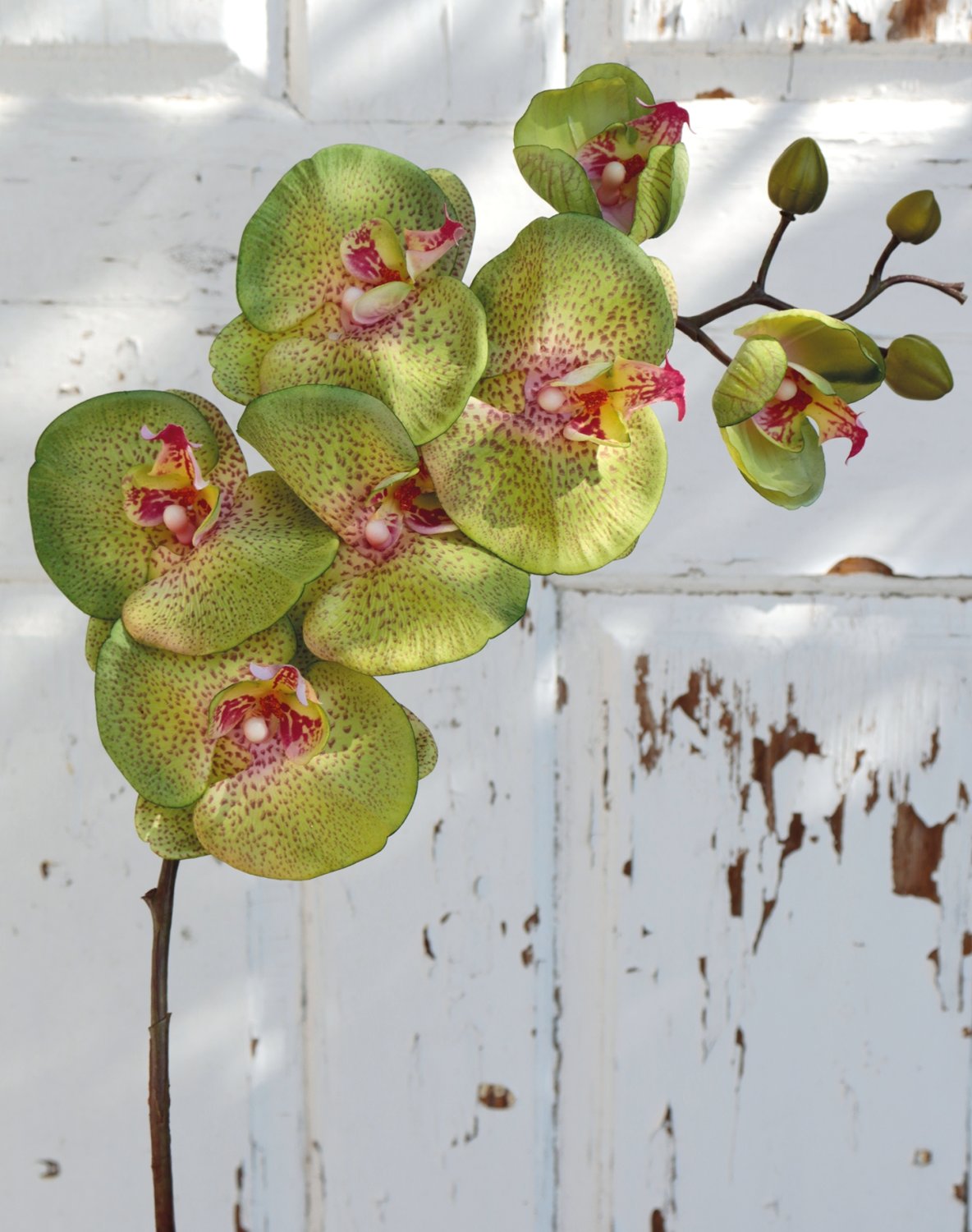 2581 805 a3 Искусственная орхидея Phalaenopsis, 103 см, real touch, зелено-роза H-andreas  - Вид №1