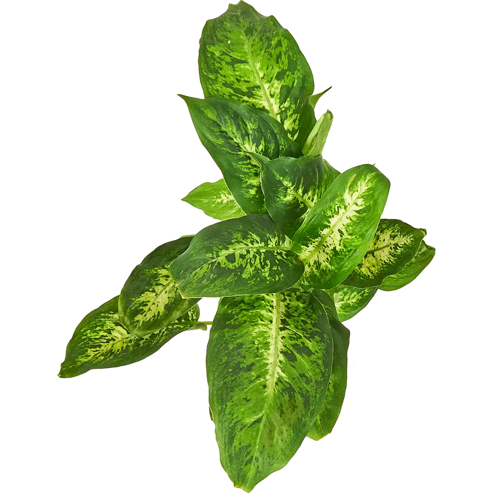 Диффенбахия микс Santreyd — яркий акцент для интерьера 85324965 STLM-0061529 - Вид №2