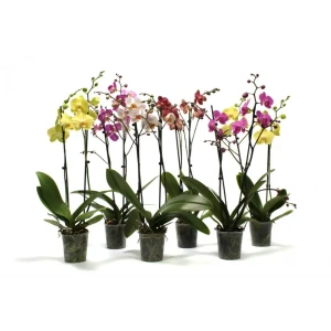 Santreyd Фаленопсис микс - изящная орхидея с двумя стволами для дома 89387401