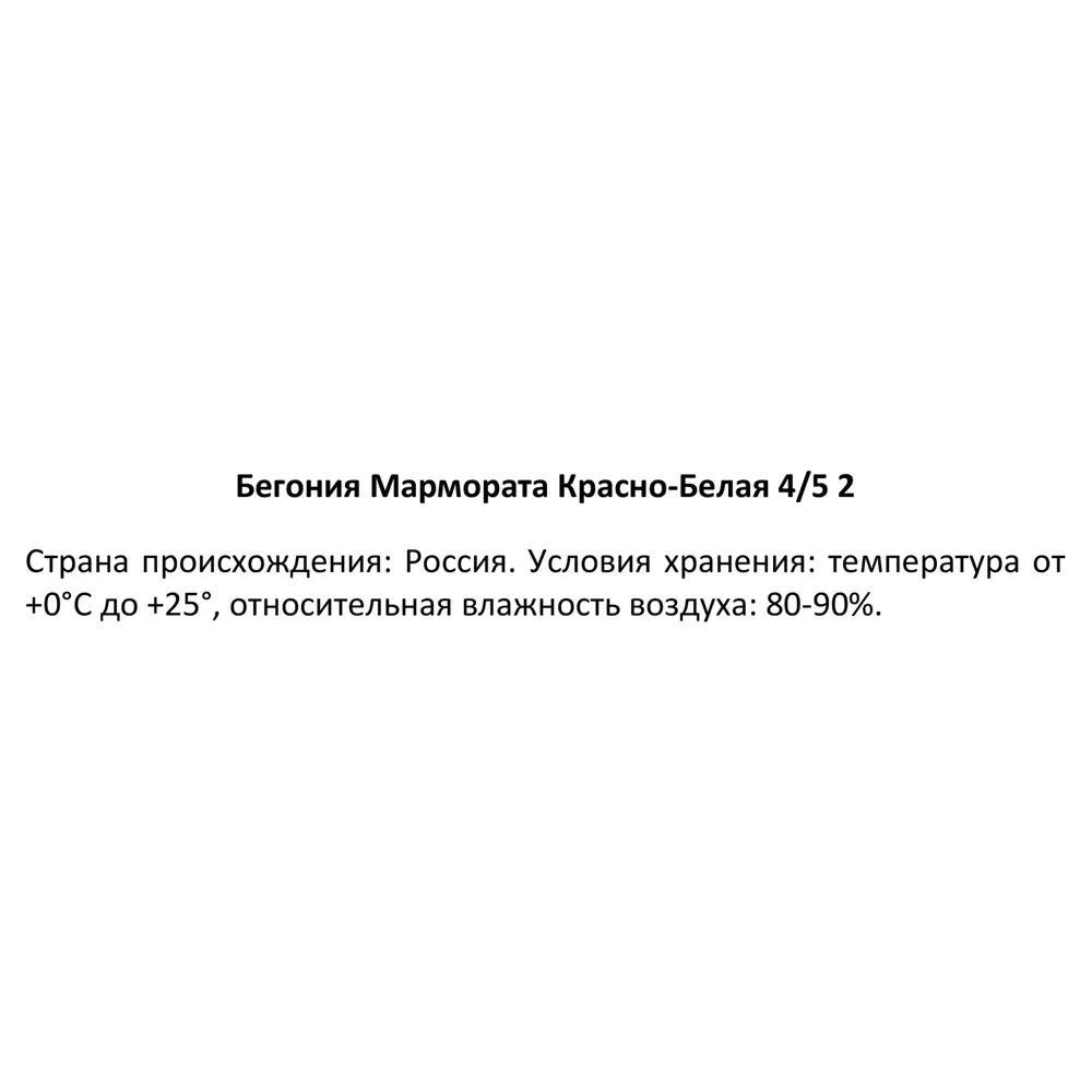 Бегония Мармората красно-белая 40 мм 89353088 STLM-2128013 Santreyd  - Вид №2