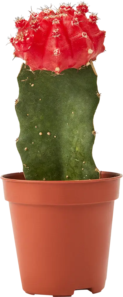 Santreyd Гимнокалициум Японский — кактус с роскошным цветением 85325010