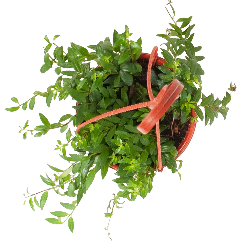 Santreyd Колумнея - ампельное растение с огненными цветами в кашпо 16 см 82649975 STLM-1544483 - Вид №1