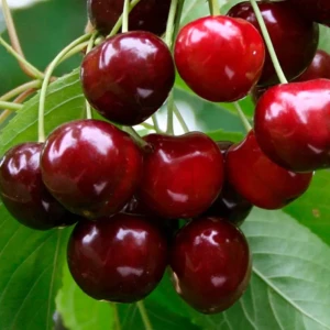 Саженец черешни Витязь - морозостойкий сорт с сочными плодами 89432295