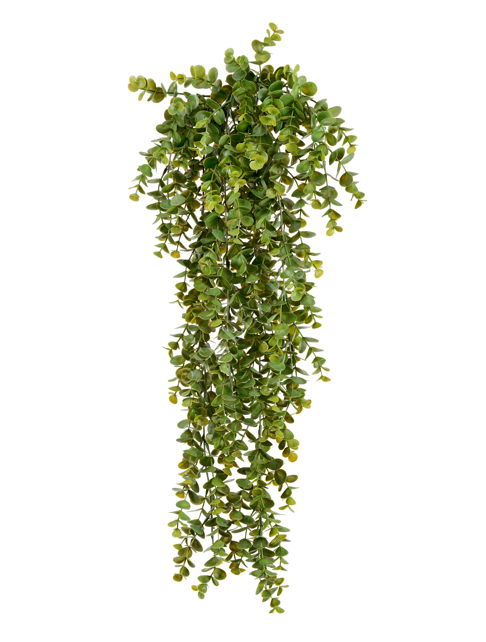 20.1426N Эвкалипт зелёный большой куст ампельный Цветочная коллекция  - Вид №1