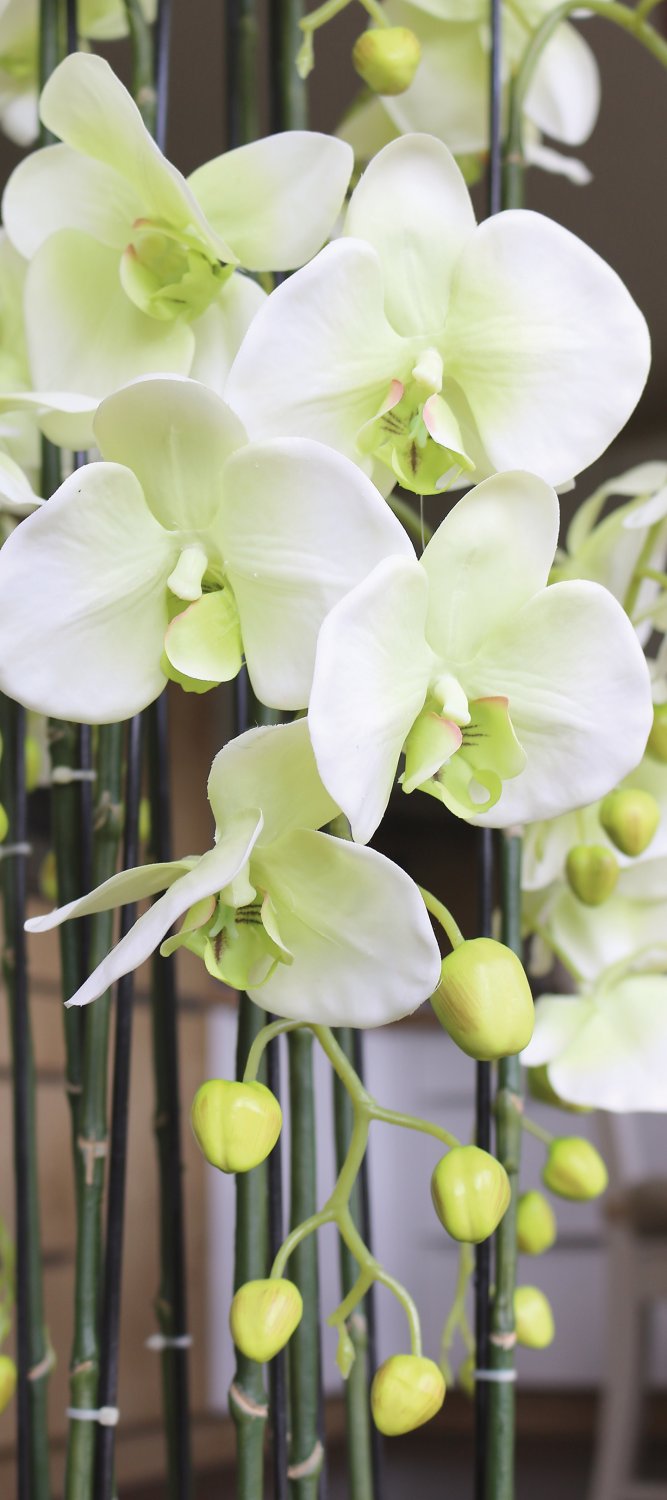 2860 788 a3 Искусственная орхидея Phalaenopsis с 'почвой', 9-кратная, 120 см, real touch, бежево-зеленая H-andreas  - Вид №3