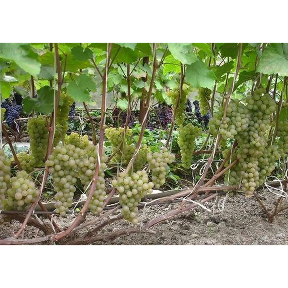 Виноград плодовый Платовский ø19 h35 см PLANTMARKET STLM-2172912