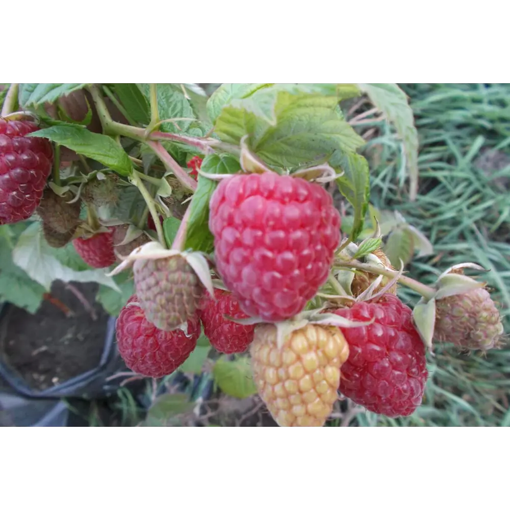 Малина ремонтантная Мапема пакет 89465394 STLM-2199519 PLANTMARKET 