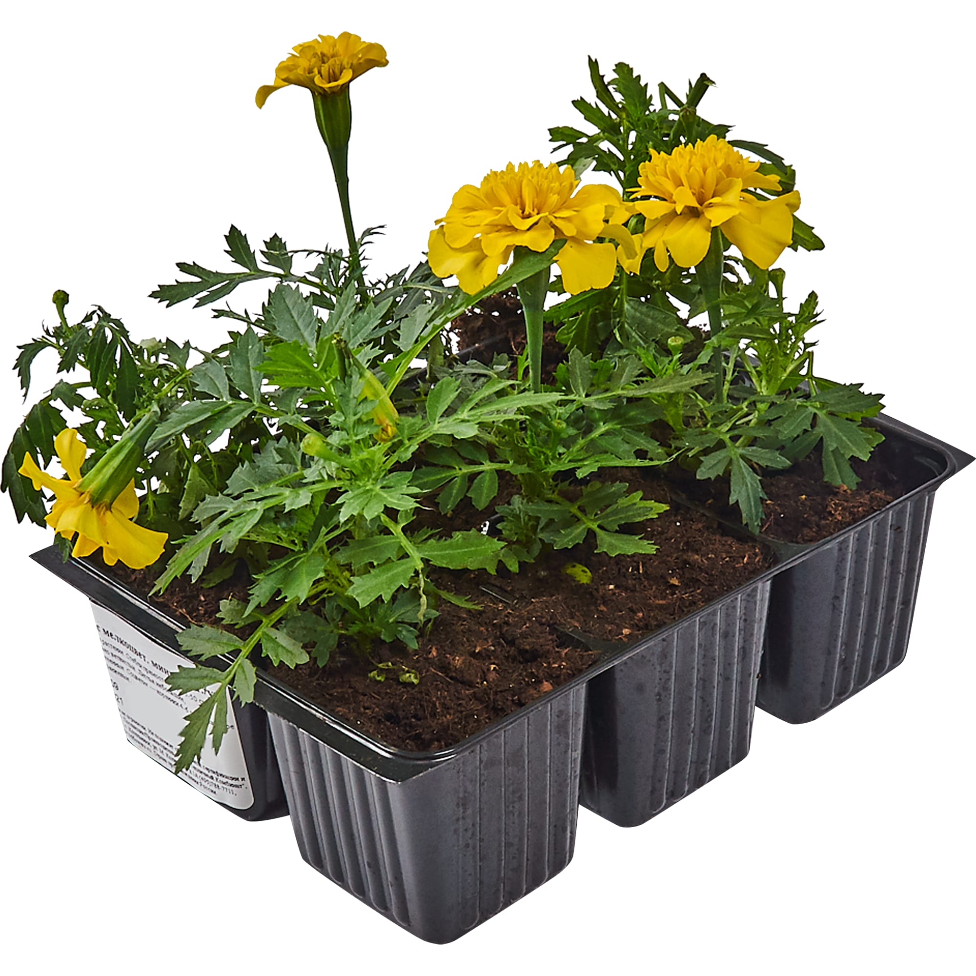 83248309 Рассада Тагетес мелкоцветковый h15 см, 6 шт Santreyd 