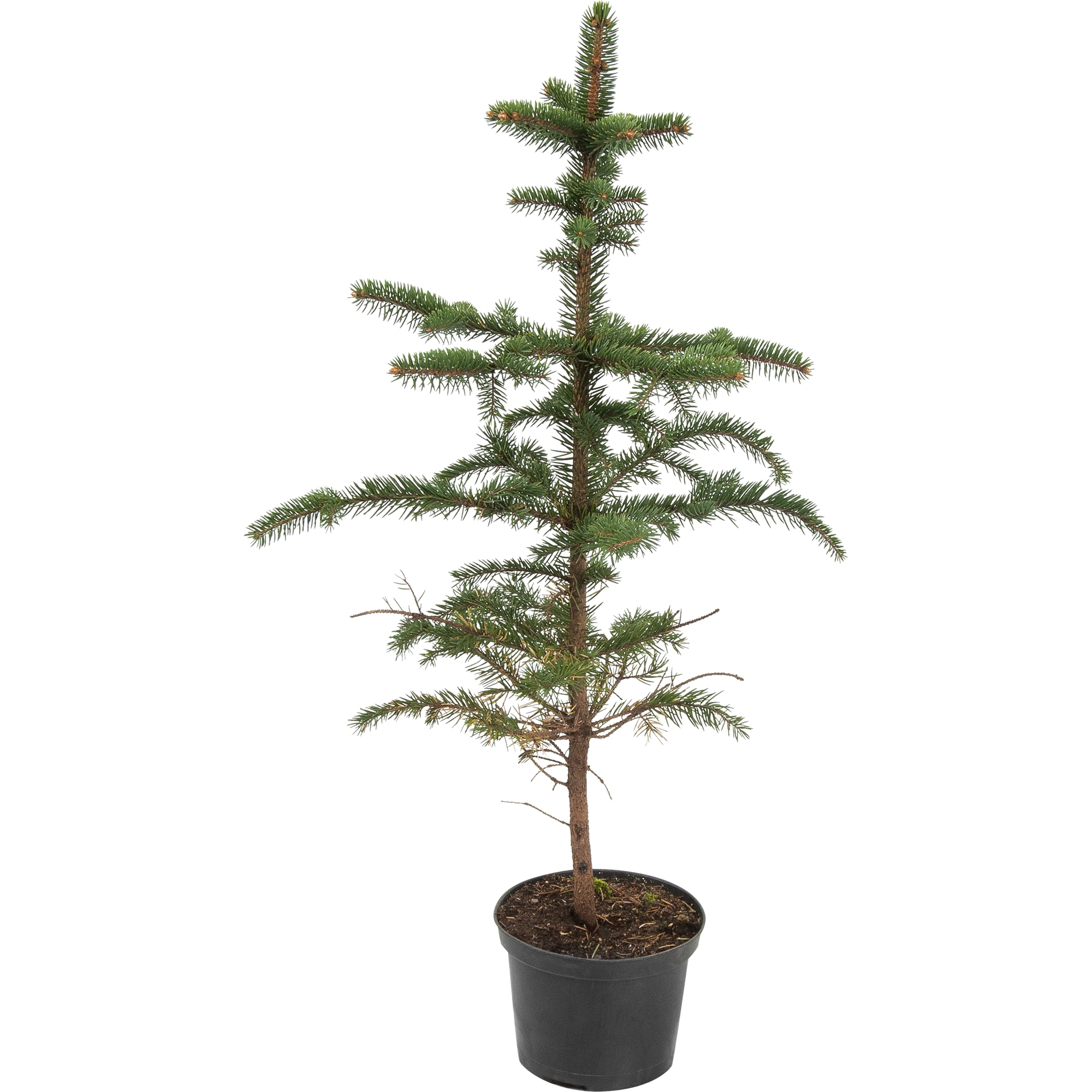 82596774 Ель колючая 15x40 см Santreyd 