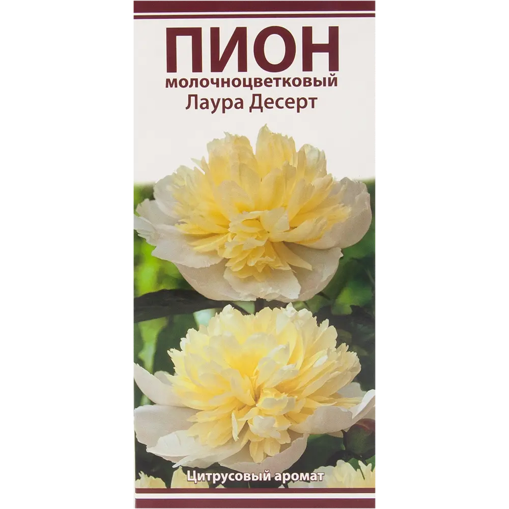 Пион молочноцветковый «Лаура Десерт», размер луковицы I 82319607 STLM-2191775 Santreyd 