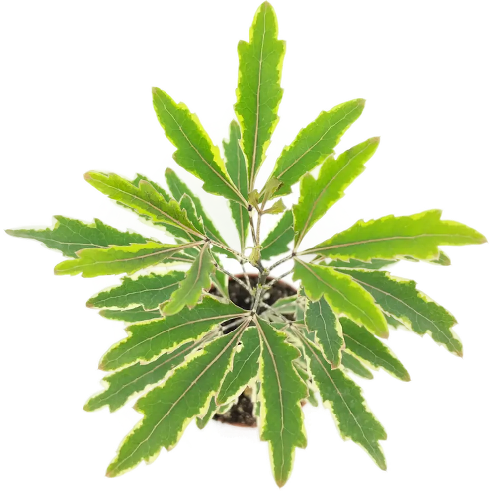 Santreyd Шеффлера Джемини - элегантное декоративное растение с резными листьями 82932700 STLM-0966489 - Вид №1