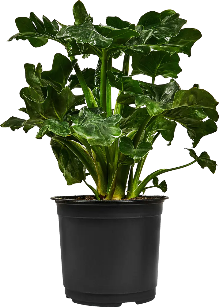 Филодендрон Атом от Santreyd — изысканное комнатное растение 88876070