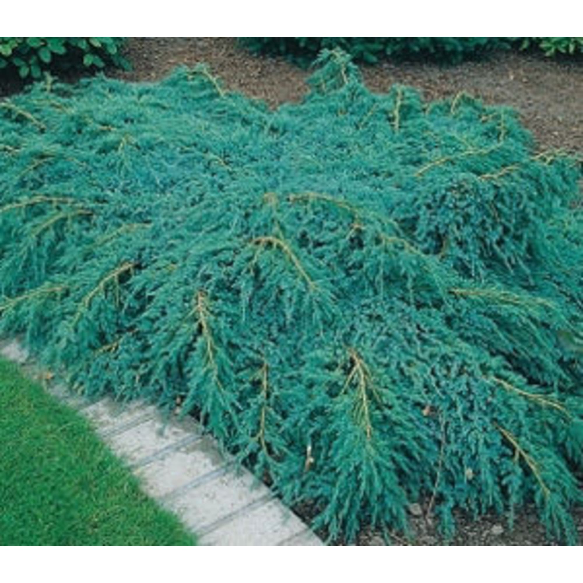 82596781 Можжевельник чешуйчатый «Блю Карпет» 15x30 см Santreyd  - Вид №2