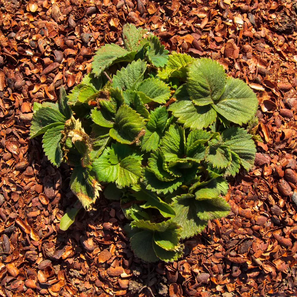 Santreyd Мульча Какаовелла 20 л с шоколадным ароматом 88509501 STLM-0959457 - Вид №5