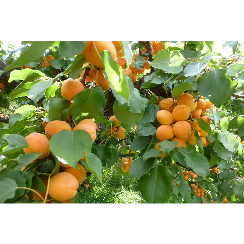 Абрикос Лель ø22 h125 см PLANTMARKET STLM-2123795