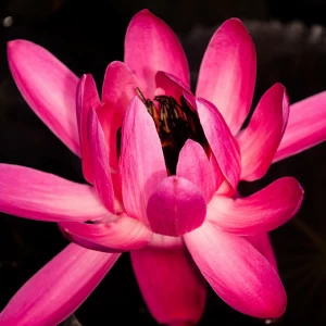 C1-382 Фотообои DIVINO Collection C 2.38х3 м