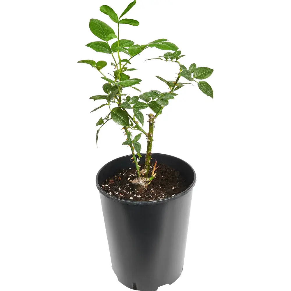 Роза чайно-гибридная Фиджи ø18 h20 см 89465476 STLM-2172620 PLANTMARKET  - Вид №1