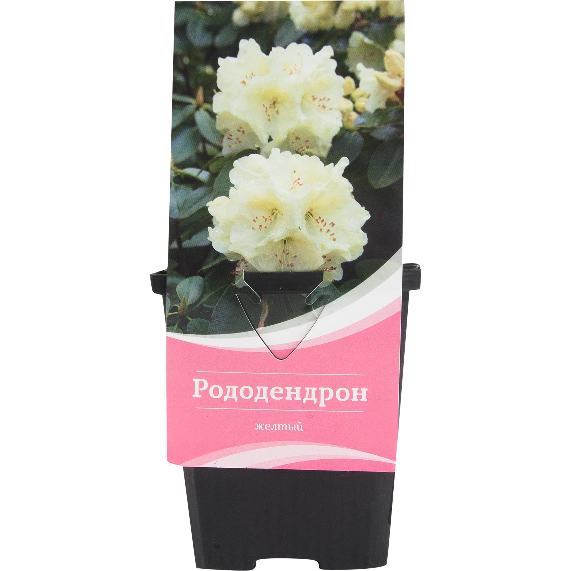 82601869 Рододендрон гибридный «Голден Хармони» 9x20 см Santreyd  - Вид №2