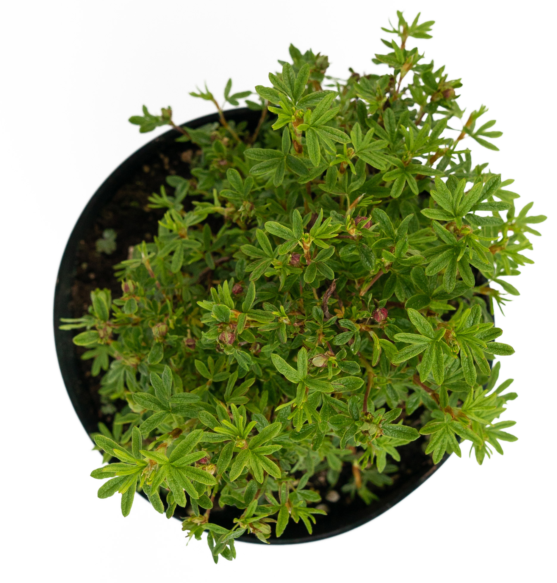 Лапчатка кустарниковая Red Ace 84841632 Santreyd STLM-0055912 - Вид №2