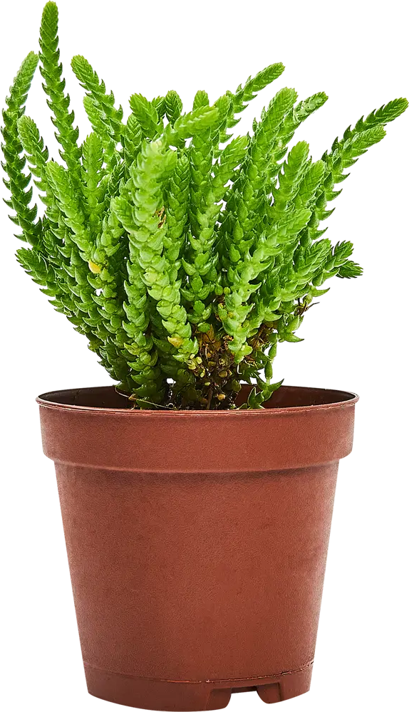 Santreyd Крассула плаунковидная — изящный суккулент для вашего интерьера 87819709