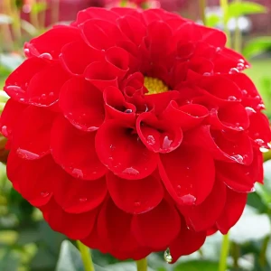 Георгина «Red II» 14375680 STLM-2148882