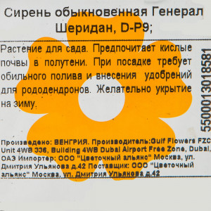 82176146 Сирень обыкновенная «Генерал Шеридан» P9