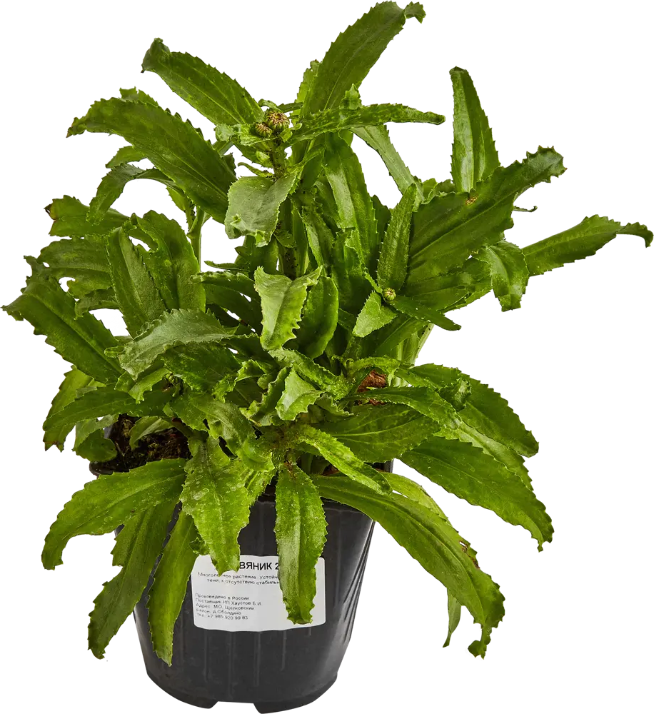 Нивяник Обыкновенный Santreyd - многолетняя декоративная ромашка для сада 84845147