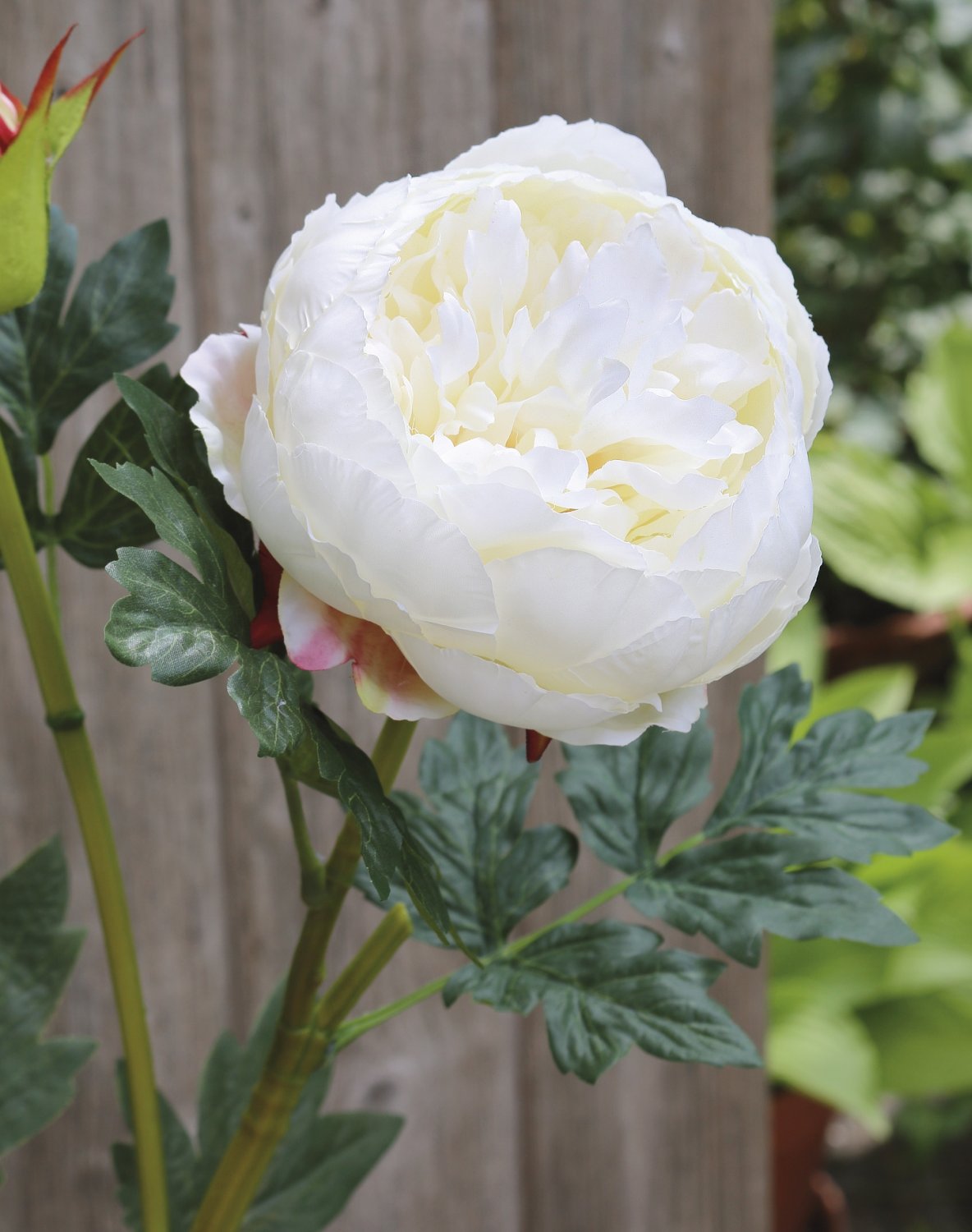 2345 778 a3 Пион шелковый, 1 цветок, 1 бутон, 78 см, бежево-белый H-andreas  - Вид №2