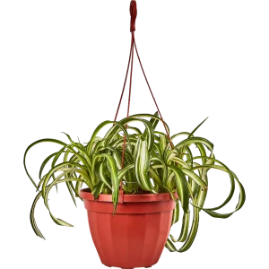 Santreyd Хлорофитум Бонни — изящный каскад зелени в кашпо 89338392