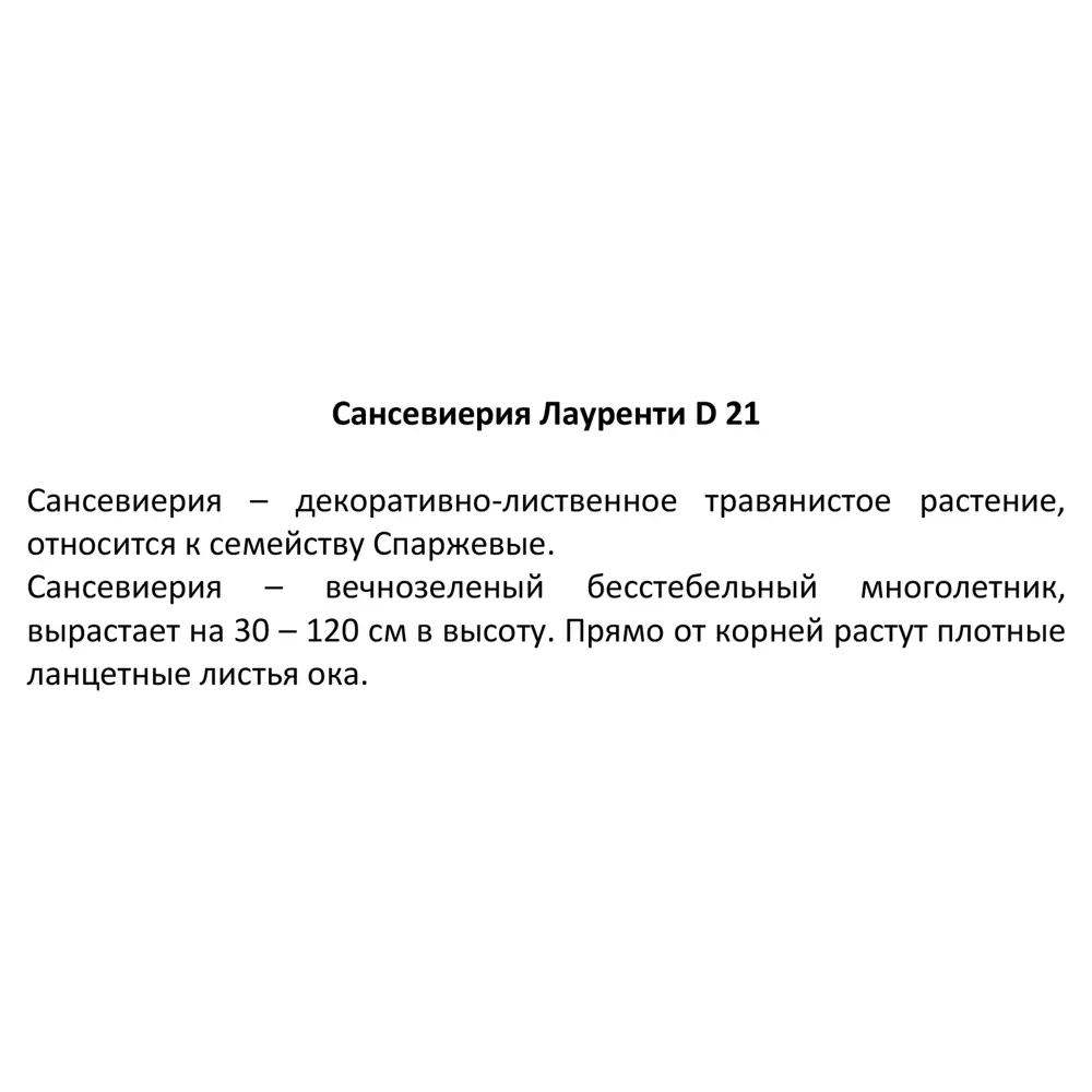 Santreyd Сансевиерия Лауренти — изящный тещин язык с контрастной каймой 83590752 STLM-1520361 - Вид №3