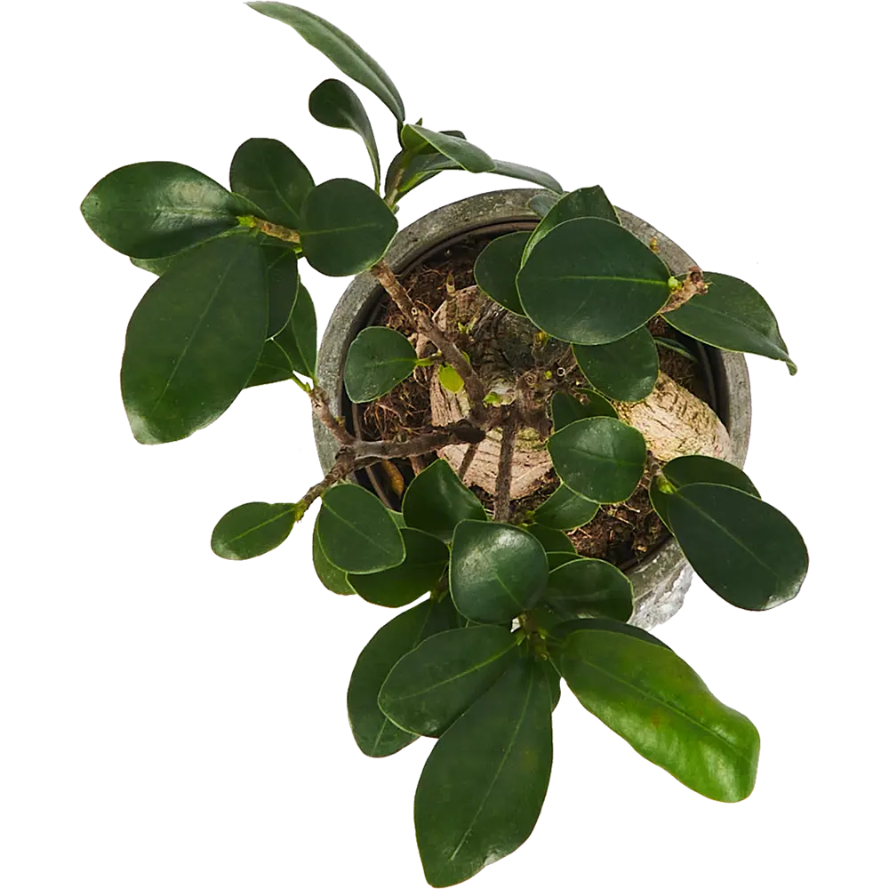 Фикус Микрокарпа Santreyd — изящное комнатное дерево с пышной кроной 85324844 STLM-0061457 - Вид №2