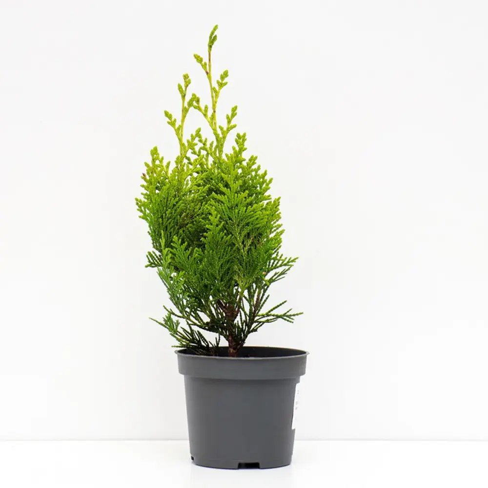 Кипарисовик Лавсона Ивонне ø19 h40 см 89465469 STLM-2118614 PLANTMARKET  - Вид №1