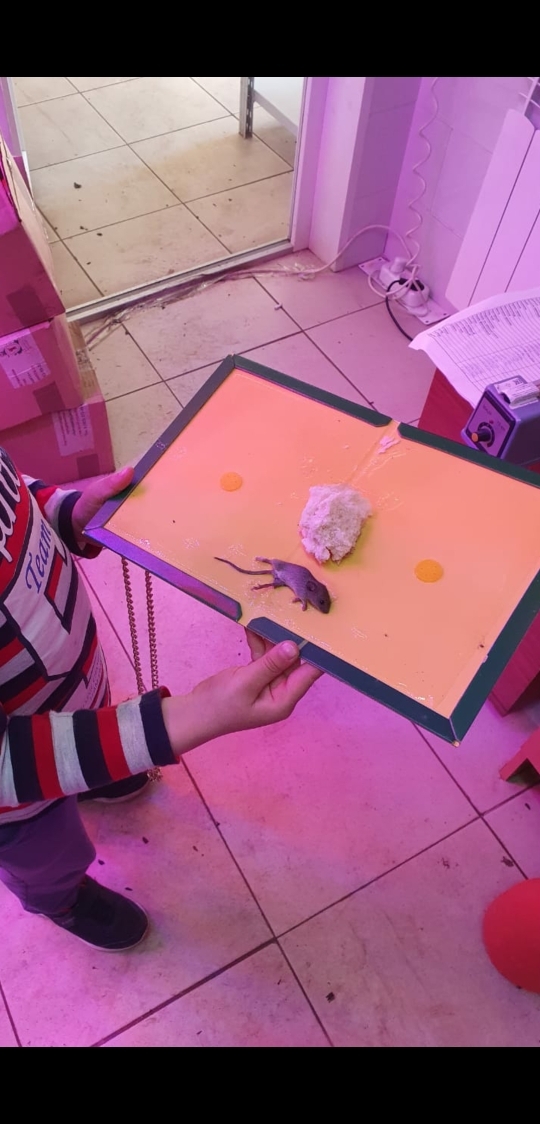 7696 Клеевая ловушка от грызунов LAB.Space  - Вид №4