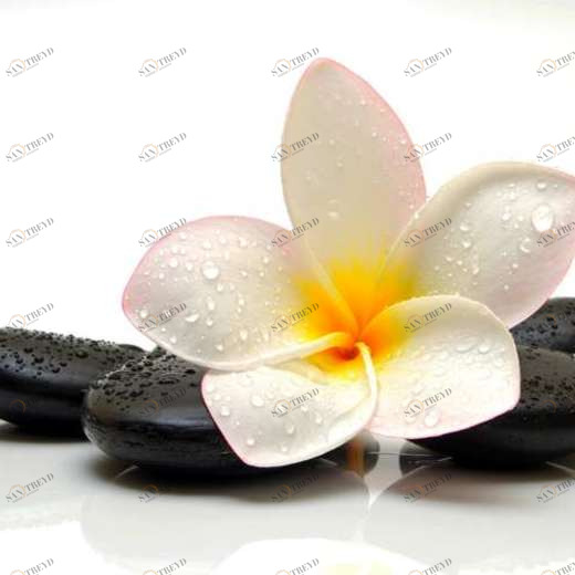 WP01242 Фотообои Verol Фотообои decoline 1х1 м