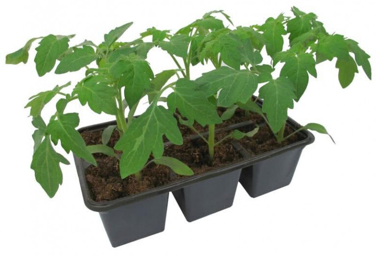 Рассада томатов Черри Santreyd - сладкие помидоры для дома и сада 85441078 STLM-0062774 - Вид №1