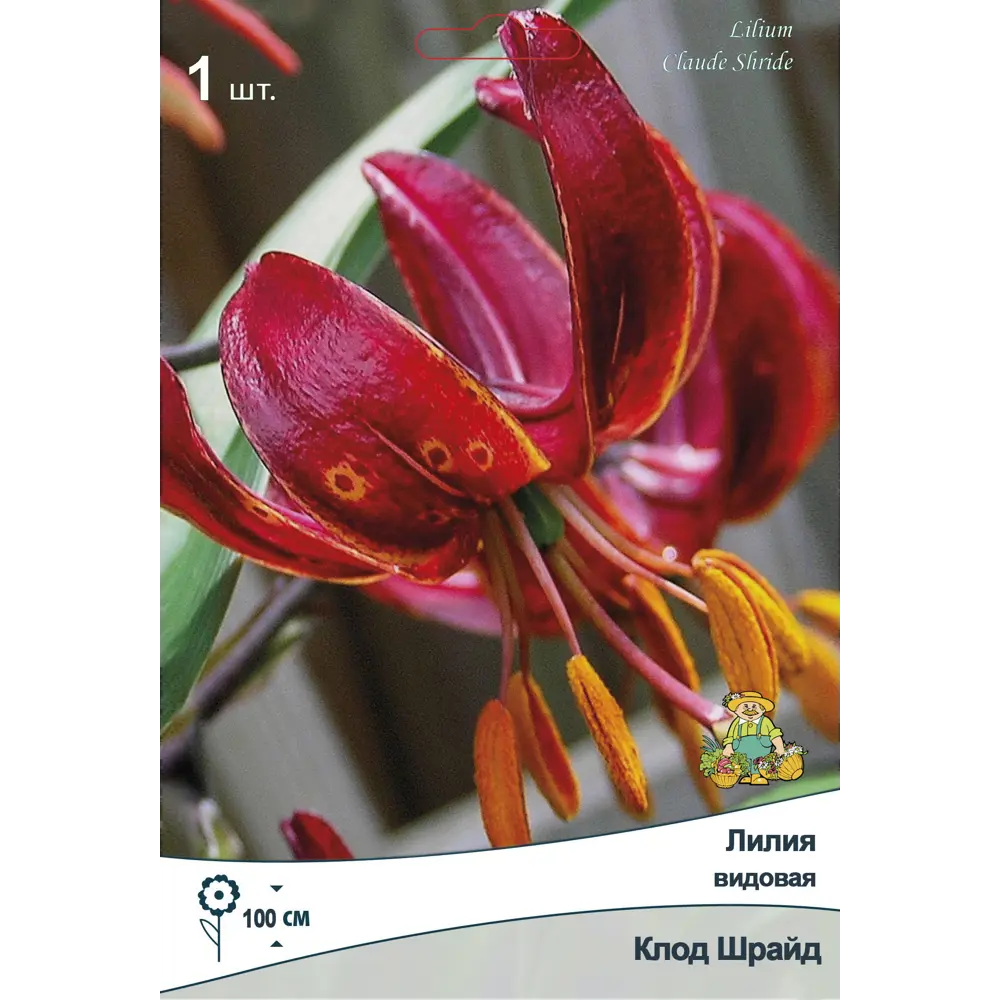 Лилия видовая Клод Шрайд ПОИСК STLM-2129482