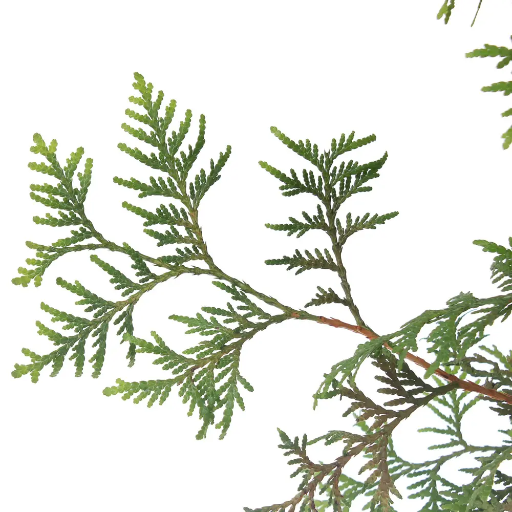 Туя западная «Смарагд» С3, 60-70 см 81969346 STLM-2186965 PLANTMARKET  - Вид №1