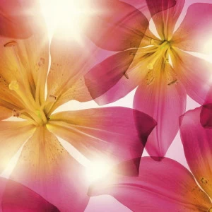 8-928-Summer-Sun Фотообои Komar Vol.15 2.54х3.68 м