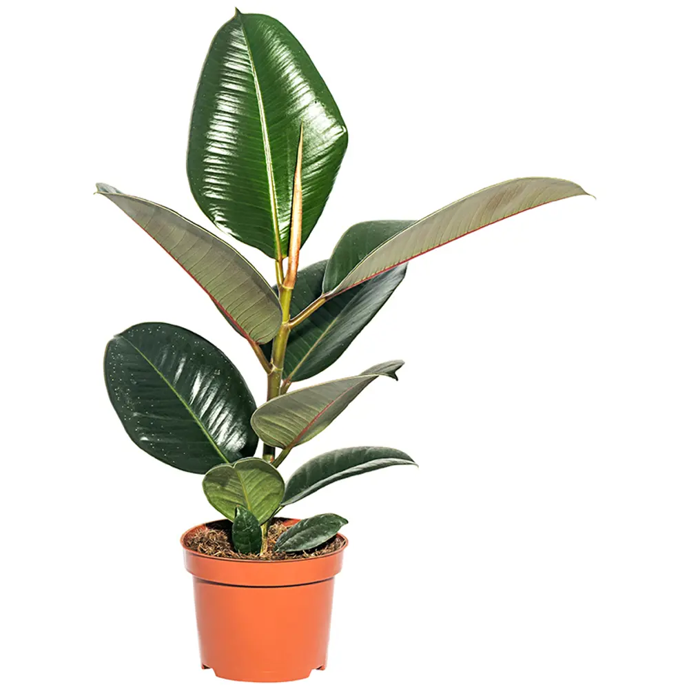 Фикус Робуста Santreyd — неприхотливый комнатный красавец 12×30 см 13973995 STLM-0004091