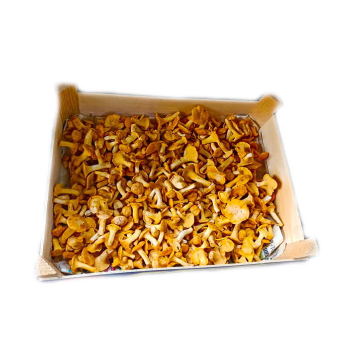 Лисички в ящике ~6 кг Santreyd 20218