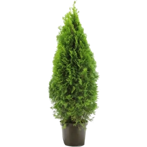 Туя «Смарагд» 23x90 см 82598159 STLM-2083259