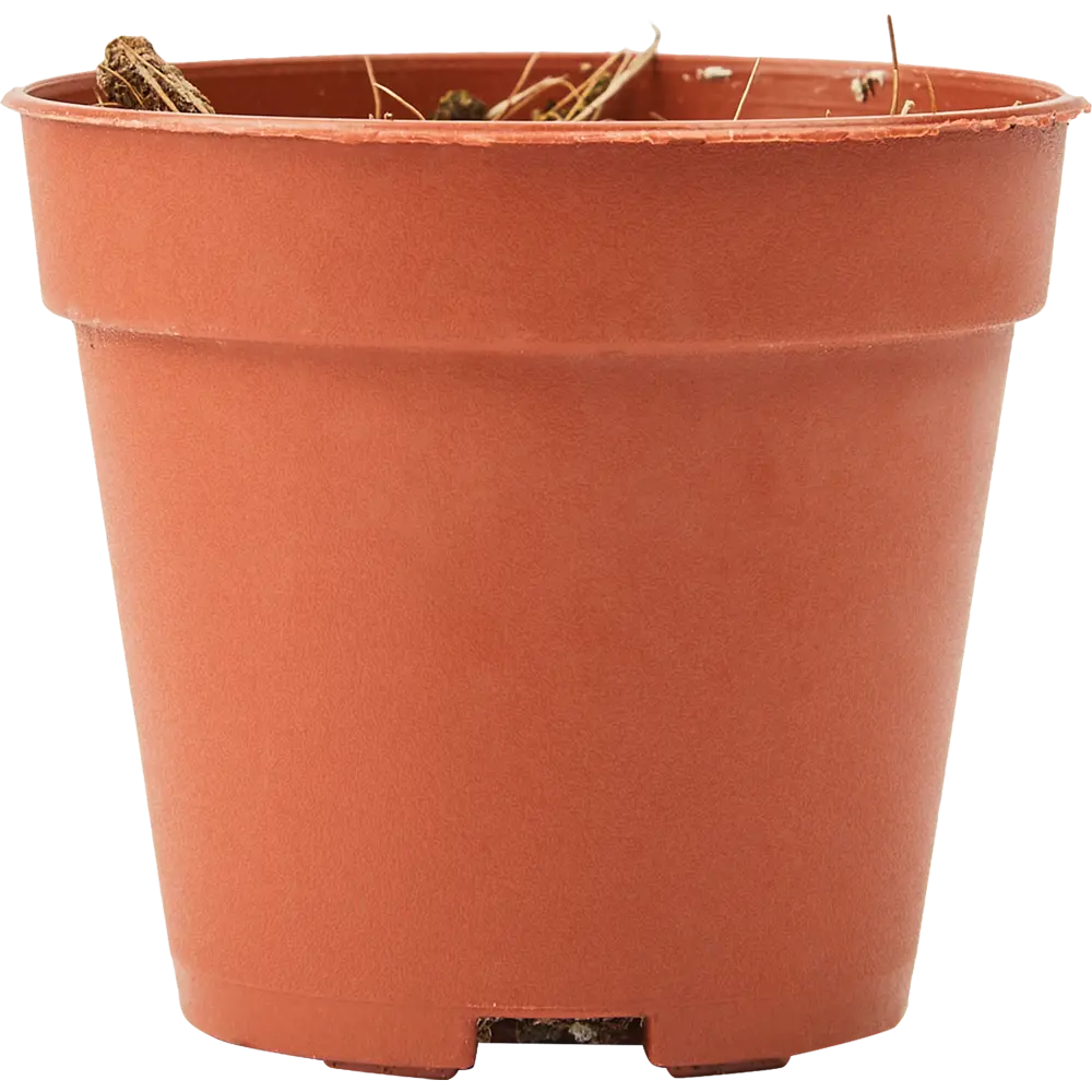 Santreyd Литопс - живой камень с солнечными цветами 85325017 STLM-0061567 - Вид №1