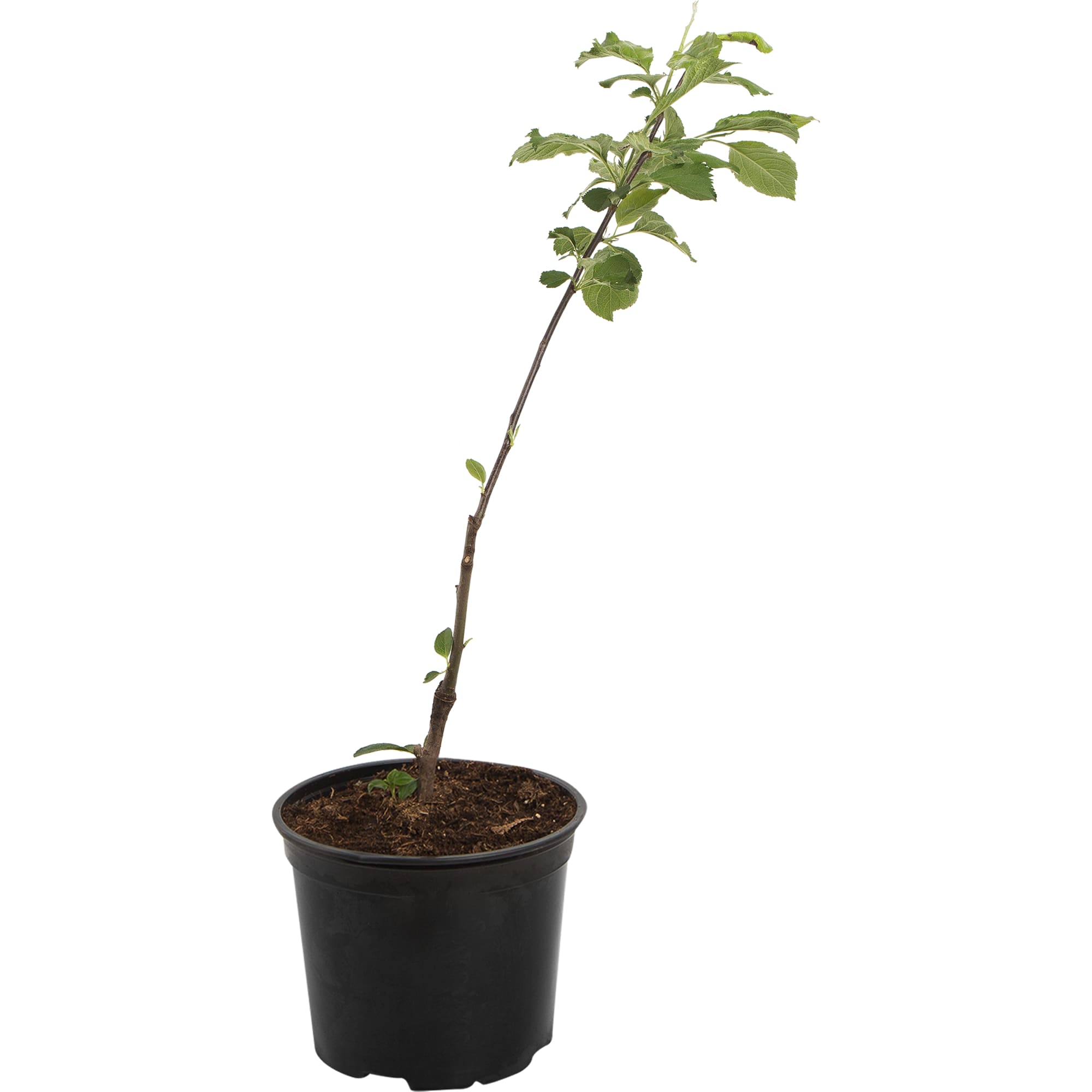 82585461 Яблоня карликовая «Чудное» 17.5x50 см Santreyd 